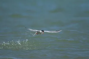 Suffolk Prints: Common tern (Sterna hirundo) adult bird in flight with a fish in its beak