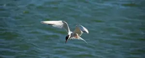 Fearless Prints: The Common Tern (Sterna hirundo) is a seabird of the tern family Sternidae