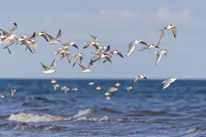 Soar Prints: common tern (Sterna hirundo) in summer