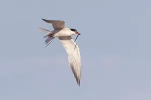 Soar Prints: common tern (Sterna hirundo) in summer