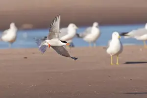 Soar Prints: common tern (Sterna hirundo) in summer
