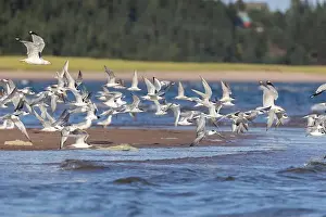 Soar Prints: common tern (Sterna hirundo) in summer