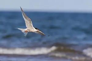Soar Prints: common tern (Sterna hirundo) in summer