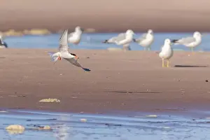 common tern (Sterna hirundo) in summer