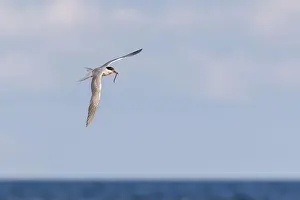 Soar Prints: common tern (Sterna hirundo) in summer