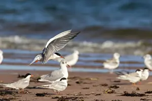 Soar Prints: common tern (Sterna hirundo) in summer