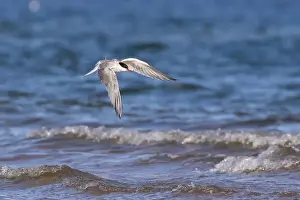Soar Prints: common tern (Sterna hirundo) in summer