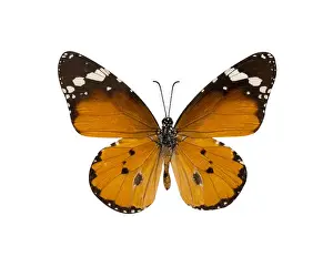 common tiger butterfly, Danaus Genutia, monarch butterfly isolated on white background