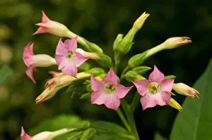 Nicotine Prints: Common Tobacco, Tobacco (Nicotiana tabacum), flowering
