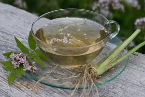 Pflanzen Prints: Common Valerian, herb tea, herbal tea