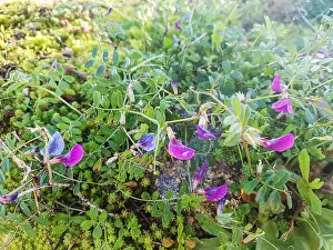 Fabaceae Prints: Common vetch or arbeja, Vicia angustifolia, growing on meadows of Galicia