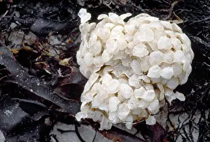 Molluscs Prints: Common Whelk (Buccinum undatum) egg cases washed-up on seashore