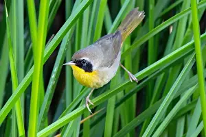 Sweetwater Prints: Common Yellowthroat (Geothlypis trichas)