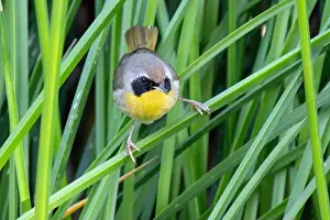 Wild Life Prints: Common Yellowthroat (Geothlypis trichas)