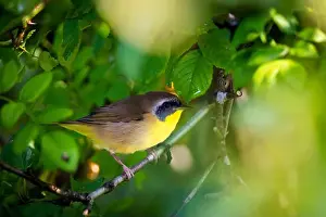 Warbler Prints: The common yellowthroat hangs from branches to chase away insects