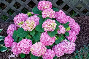 Hardy Prints: A compact reblooming vibrant pink macrophylla hydrangea shrub with large round clusters of flowers closeup view in a