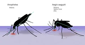 Insecta Prints: Comparison of Anopheles and Aedes aegypti Mosquitoes, Illustration