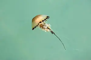 Concern Prints: Compass jellyfish, Chrysaora hysoscella, at the British coast