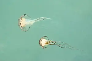 Concern Prints: Two compass jellyfish, Chrysaora hysoscella, in the Atlantic Ocean