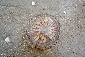 Washed Up Prints: Compass jellyfish (Chrysaora hysoscella) washed ashore on sandy beach along the North Sea coast