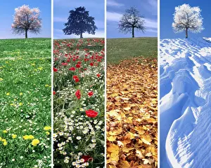 Digitally Prints: CONCEPT DESIGN: The Four Seasons