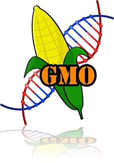 Modify Prints: Concept illustration showing a genetically modified corn combined with the letters GMO and a DNA strand