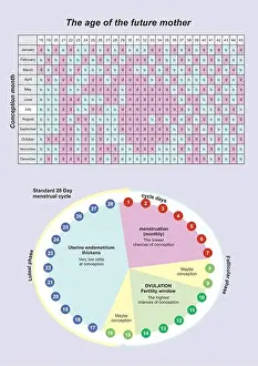 Conception of pregnant calendar. Waiting baby poster. Test of baby gender. Concept boy or girl
