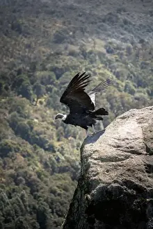 Grand Canyon Prints: Condor flying in Cauca, Colombia