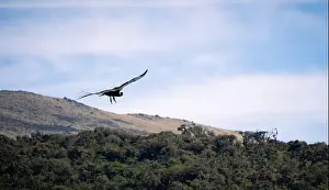 Grand Canyon Prints: Condor flying in Cauca, Colombia