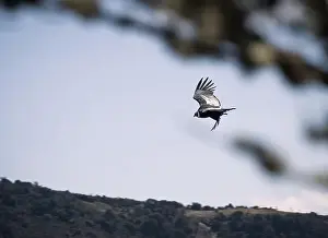 Grand Canyon Prints: Condor flying in Cauca, Colombia