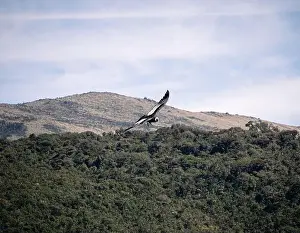 Grand Canyon Prints: Condor flying in Cauca, Colombia
