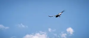 Grand Canyon Prints: Condor flying in Cauca, Colombia