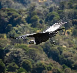 Grand Canyon Prints: Condor flying in Cauca, Colombia