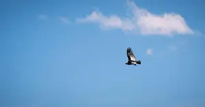 Grand Canyon Prints: Condor flying in Cauca, Colombia
