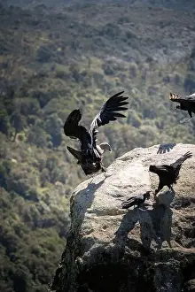 Grand Canyon Prints: Condor flying in Cauca, Colombia