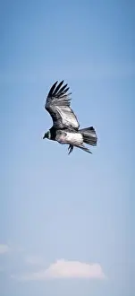 Hawk Prints: Condor flying in Cauca, Colombia