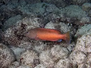 Florida Keys Prints: A Coney (Cephalopholis fulva) in Punta Cana, Dominican Republic