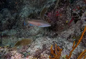 Florida Keys Prints: A Coney (Cephalopholis fulva) in Punta Cana, Dominican Republic