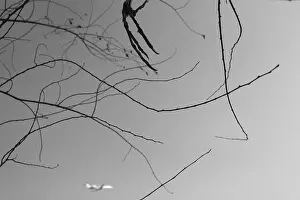 Wildlife Conservation Prints: Conflict Between Airport Expansion and Wildlife Preservation: Bird Carcass Hanging on Trees Near Takeoff Zone