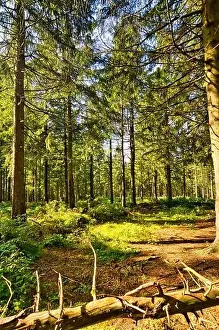 Niedersachsen Prints: Coniferous forest in the Harz Mountains in Lower Saxony in Germany