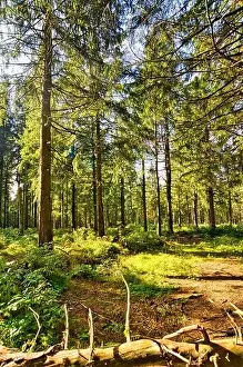 Niedersachsen Prints: Coniferous forest in the Harz Mountains in Lower Saxony in Germany