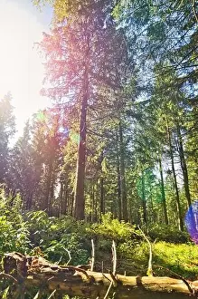 Coniferous forest in the Harz Mountains in Lower Saxony in Germany