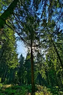 Coniferous forest in the Harz Mountains in Lower Saxony in Germany