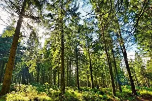 Coniferous forest in the Harz Mountains in Lower Saxony in Germany