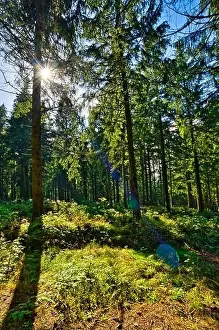 Coniferous forest in the Harz Mountains in Lower Saxony in Germany