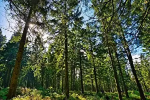 Coniferous forest in the Harz Mountains in Lower Saxony in Germany