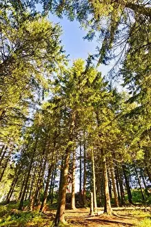 Coniferous forest in the Harz Mountains in Lower Saxony in Germany