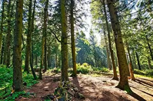 Coniferous forest in the Harz Mountains in Lower Saxony in Germany