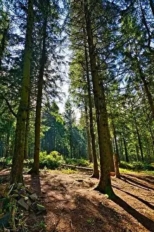 Niedersachsen Prints: Coniferous forest in the Harz Mountains in Lower Saxony in Germany