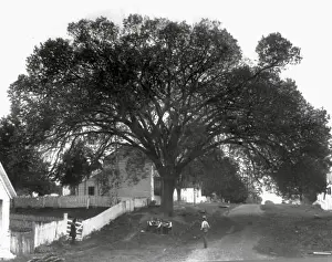 Residents Prints: The Constitutional Elm Tree of Indiana under which the constitution of the state of Indiana was written - 1916